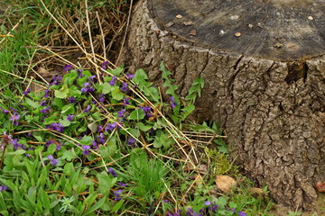 fiołek © fotodrobik