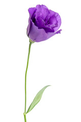 Beauty violet flower isolated on white. Eustoma