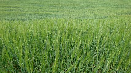 yeşil arpa tarlası