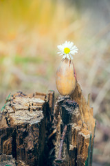 Acorn with a daisy