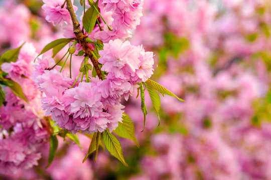 pink flowers of sakura branches above grass