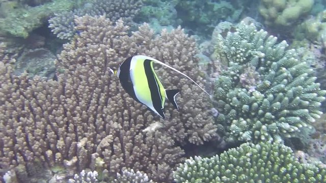 ein Halfterfisch schwimmt in einem Korallenriff