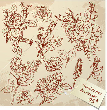 Set of Vintage Realistic graphic flowers - roses - hand drawn im