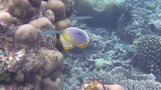 ein Rippen Falterfisch schwimmt in einem Korallenriff