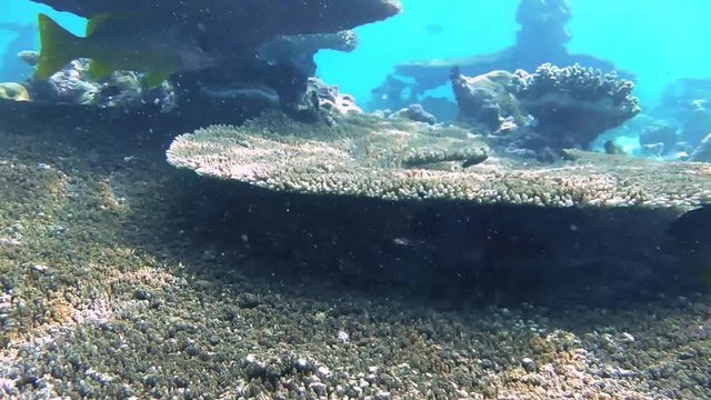 ein Gelbflossen-Zackenbarsch schwimmt in einem Korallenriff