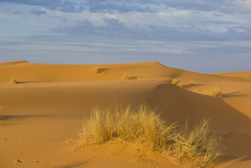 Fototapeta na wymiar Plants on desert, Morocco