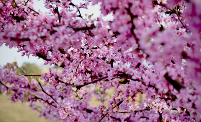 First Flowering Tree of Spring