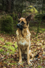 Naklejka na ściany i meble Active German shepherd dog outdoor in forest