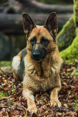 Active German shepherd dog outdoor in forest