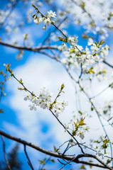 Blooming cherry tree