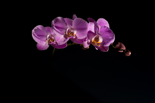 Pink orchid on the black background