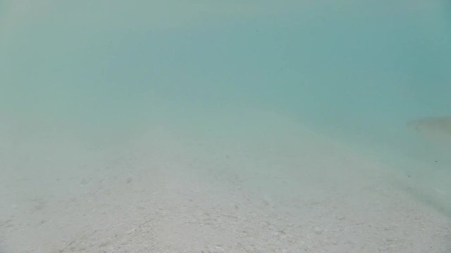 ein Grauer Riffhai schwimmt im flachen Wasser