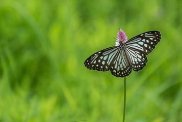 Blue tiger butterfly with smooth green background