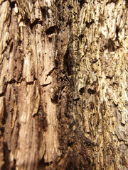 Baumholzrinde mit Struktur
