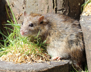 Naklejka na ściany i meble Close up of a wild Brown Rat