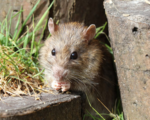 Close up of a wild Brown Rat