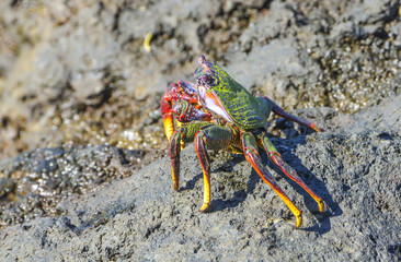  crab on a stone - Canary island Tenerife