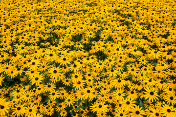 Field of yellow Daisies
