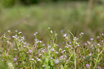 Grass flowers in closeup