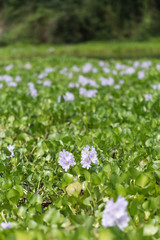 Water Hyacinth Flower in the River