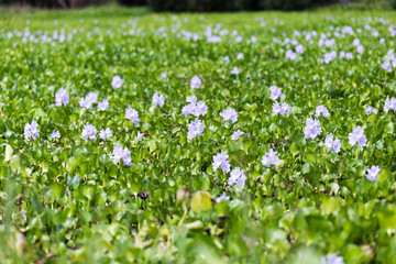 Water Hyacinth Flower in the River