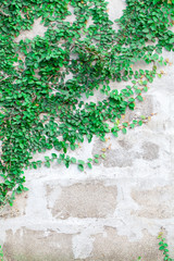 Green Creeper Plant on white wall