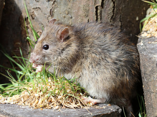 Close up of a wild Brown Rat