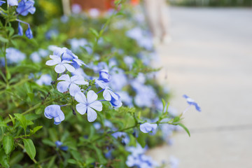 Blue Plumbaginaceae Flower in closeup
