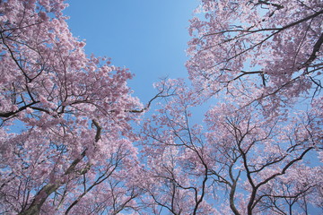 空にできた桜の森