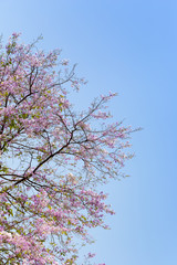 Beautiful purple lagerstroemia flower