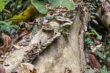 Mushroom on a decay timber in rainforest