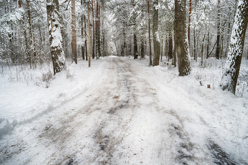 winter road in the woods