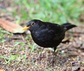 Close up of a male Blackbird