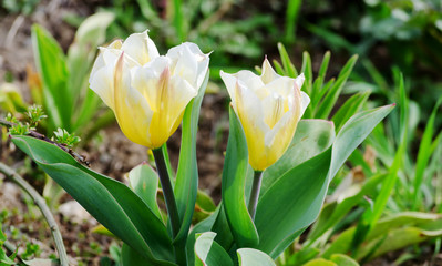 белые тюльпаны в саду