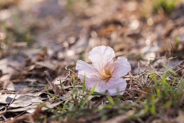 Pink tecoma (Pink trumpet tree flower)