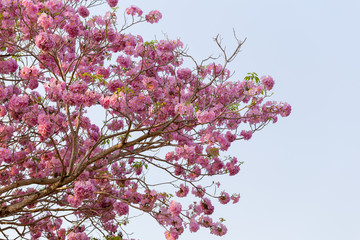 Pink tecoma (Pink trumpet tree flower)