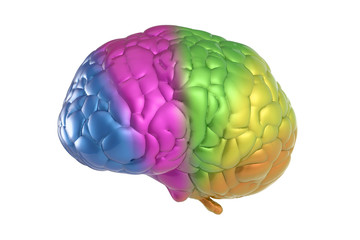 colourful brain on white background