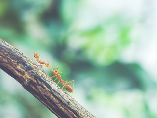 Two orange ant are exchanging information