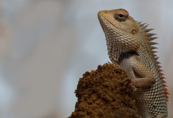A Chameleon close up with grey brown background