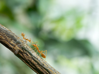 Two orange ant are exchanging information