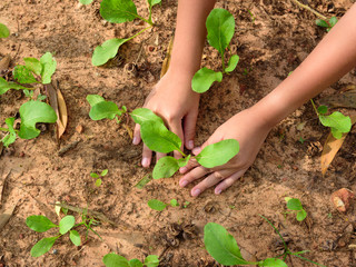 Planting vegetable garden
