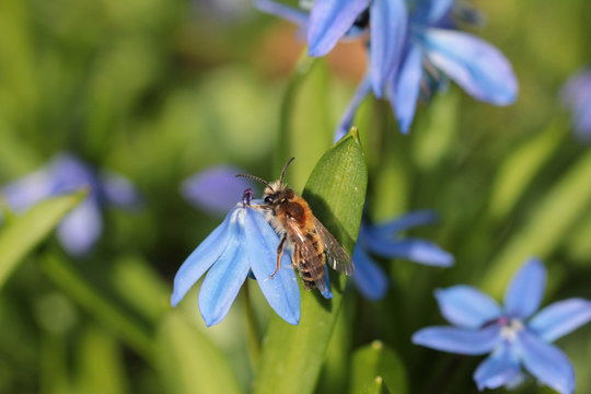 Eine Sandbiene sonnt sich auf der Blausternwiese