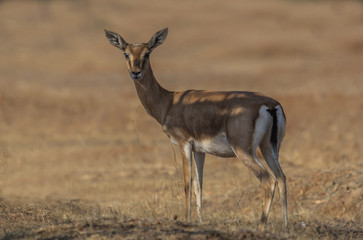 Chinkara (deer) in its natural habitat