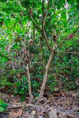 tropical jungles of South East Asia