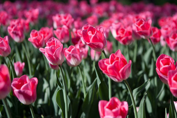 Obraz premium Beautiful colorful background from a lot of pink tulips