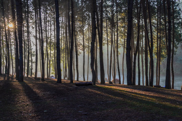 Camping and tent in pine forest