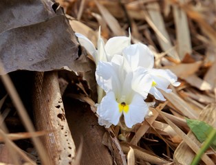 White crocus in the forest. Springtime.
