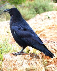 Common Raven at the Grand Canyon