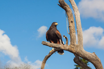 Harris Hawk