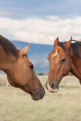 Obraz premium Equine Affection